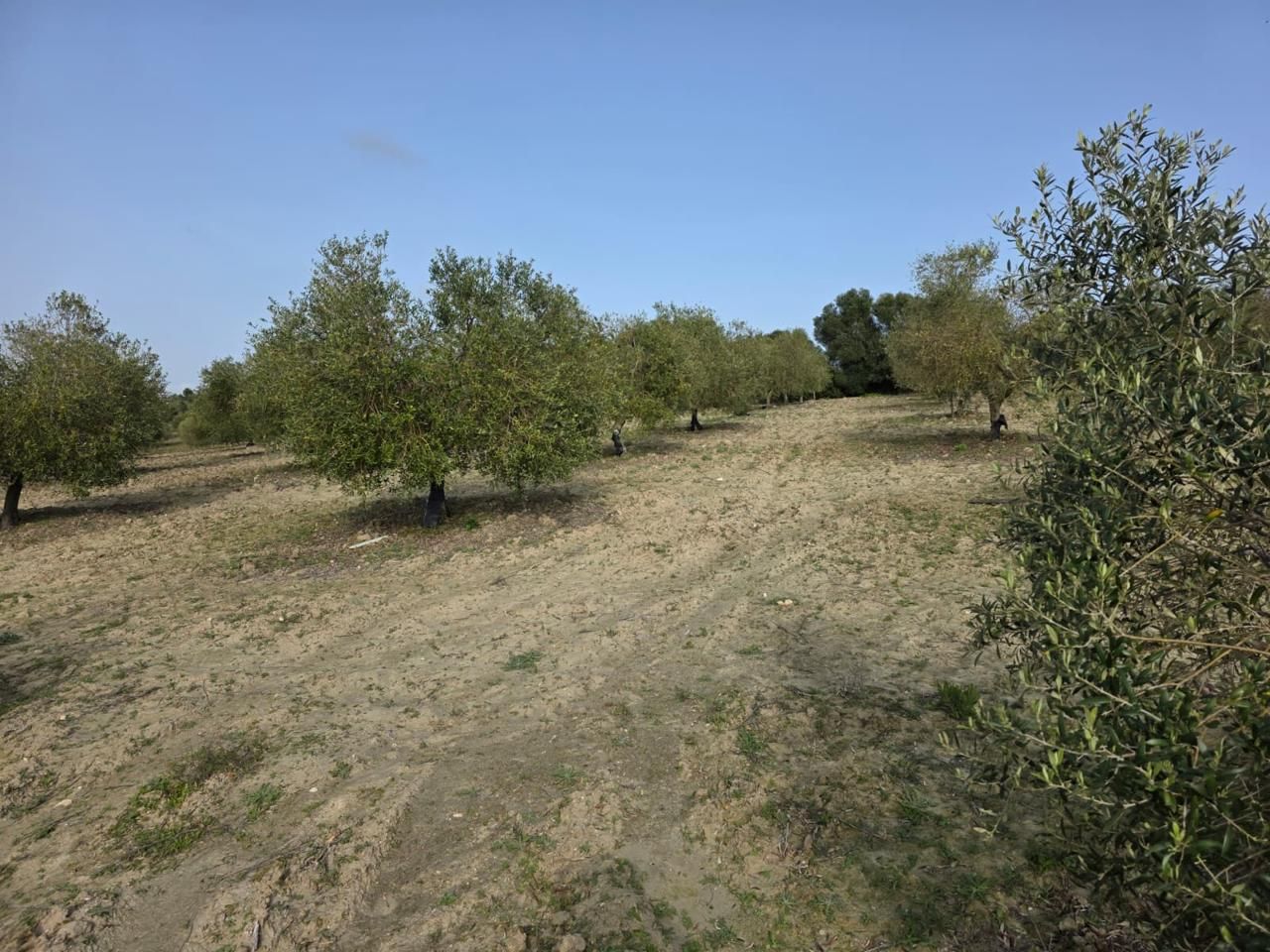 Residencial en venda en El Cuervo de Sevilla