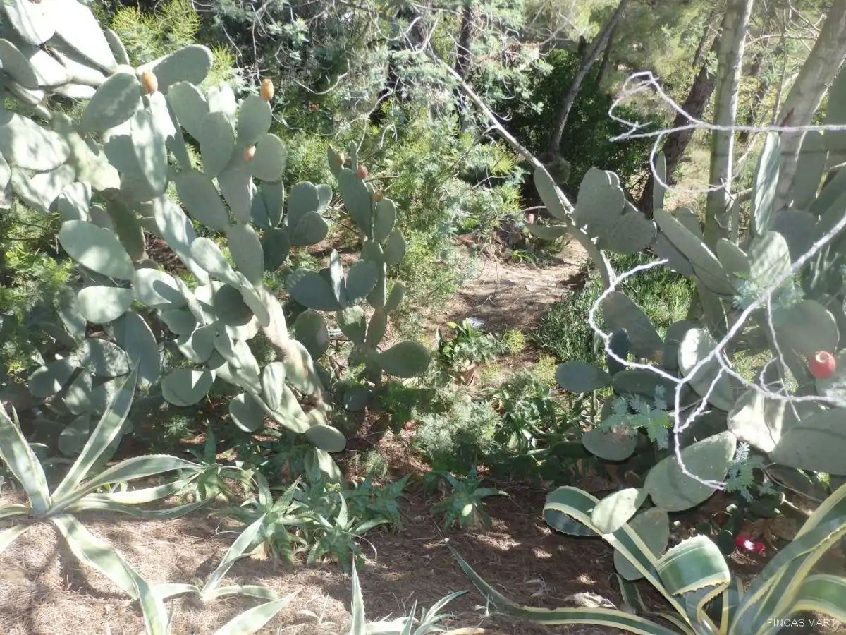 Terreno residenziale in vendita a Riudecanyes, imagen 4