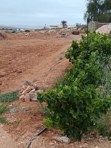 Terreno residencial en Venta en LLANOS DE LA CONCEPCION en Tefía - Tetir