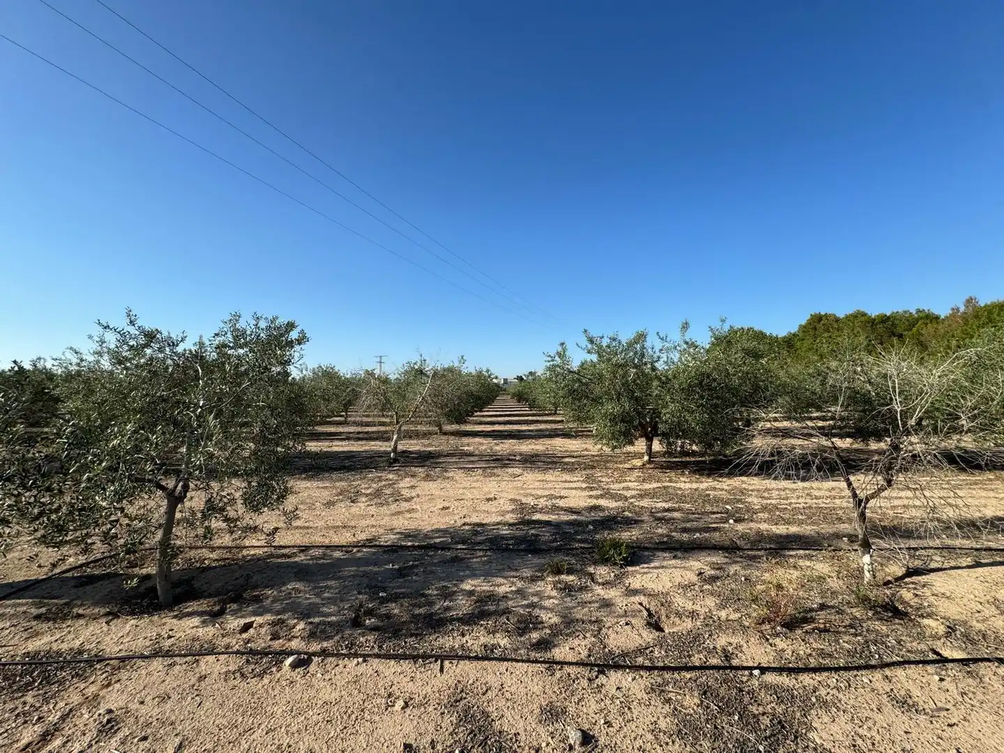 Villa à vendre à Partida Polígono 62 Parcela 80 DAIMES. ELCHE/ELX (ALICANT 62, imagen 32