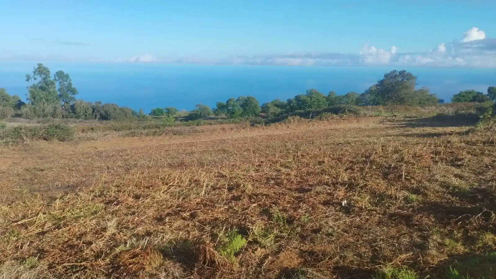 Rural land for sale in El Sauzal, imagen 5