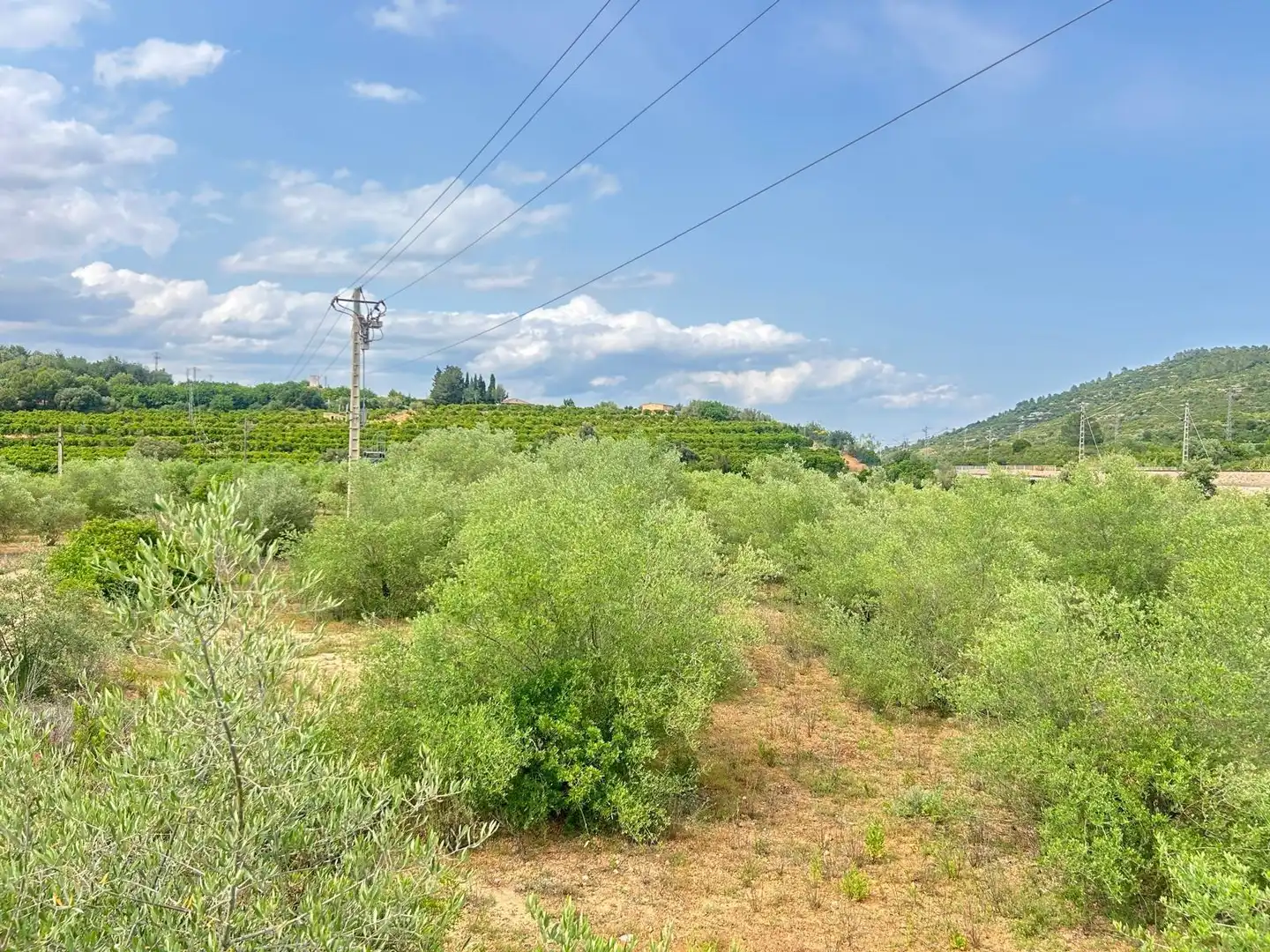 Terreno rustico in vendita a Freginals, imagen 4