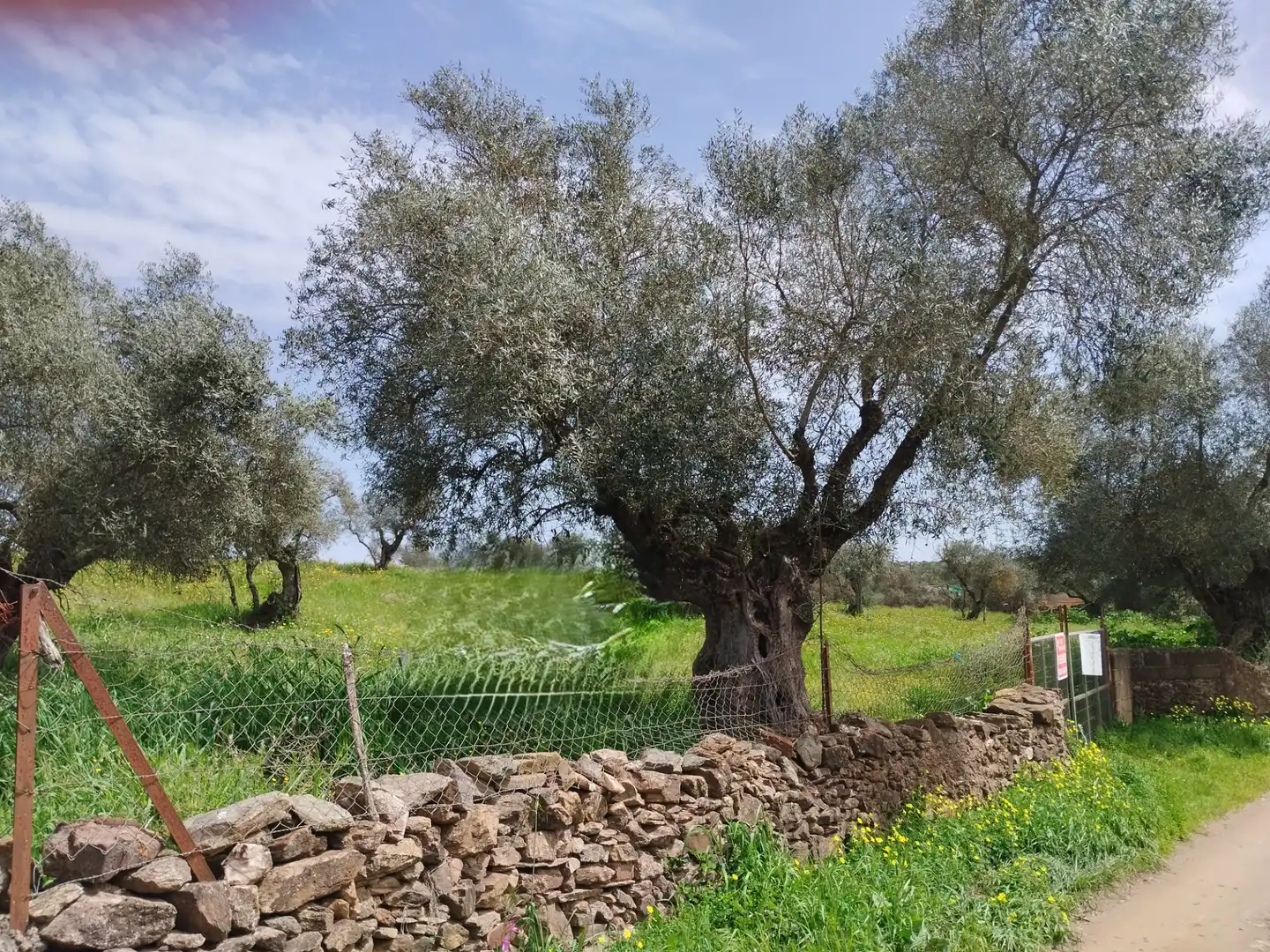 Terreno en venta en Oliva de la Frontera