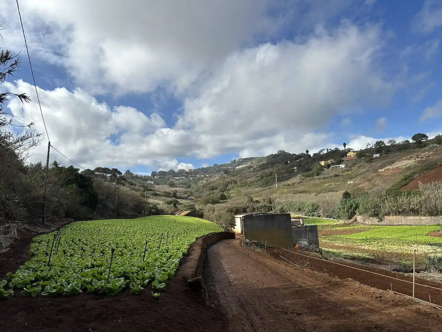 Finca rústica en venta en Santa María de Guía de Gran Canaria