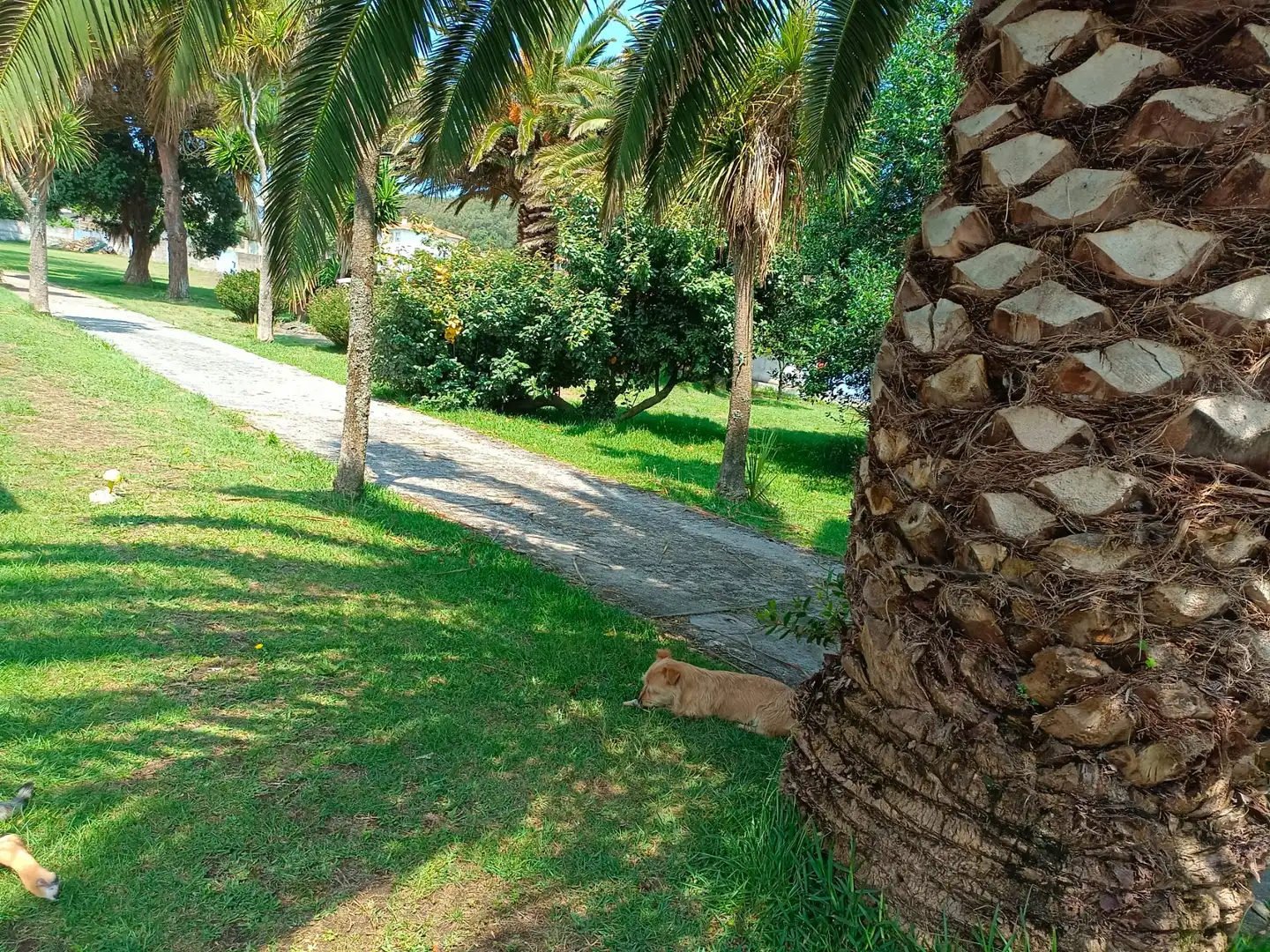 Jardí de Casa o xalet en venda en Ferrol amb Jardí privat, Terrassa i Traster