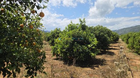 Foto 2 de Terreno en venta en Oliva pueblo, Oliva