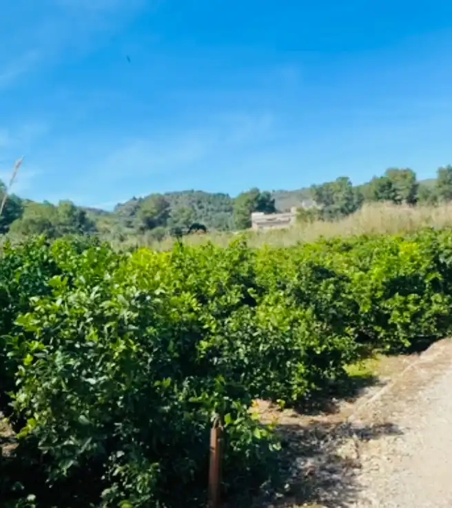 Rural land for sale in Pedreguer, imagen 3