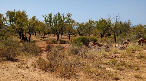 Terreno en venta en Alcolea, imagen 5