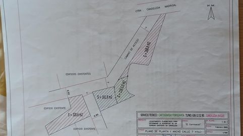 el meloncillo, immagine 2