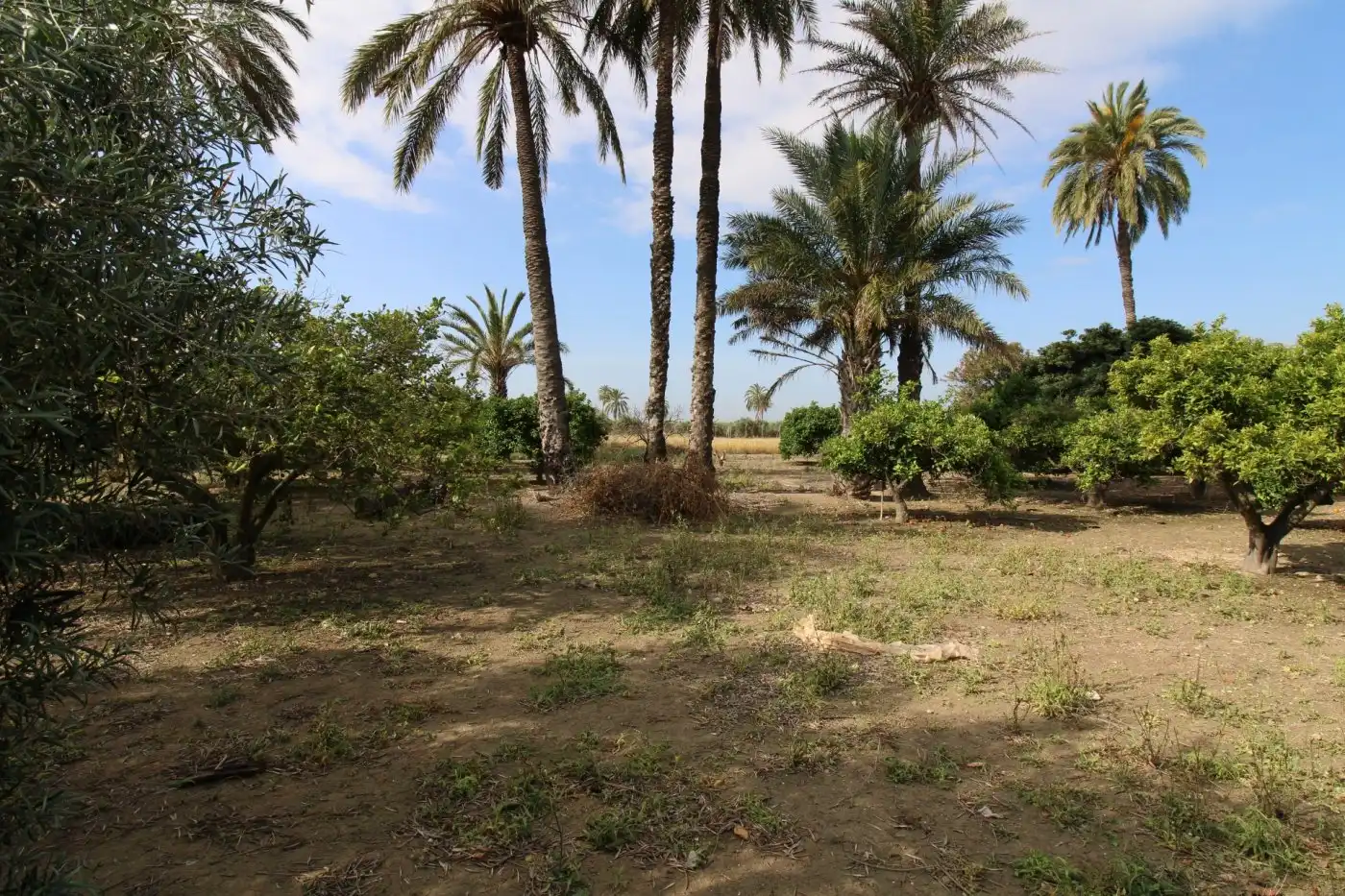 Villa con giardino in vendita a La Foia - Daimés - Asprella, imagen 44