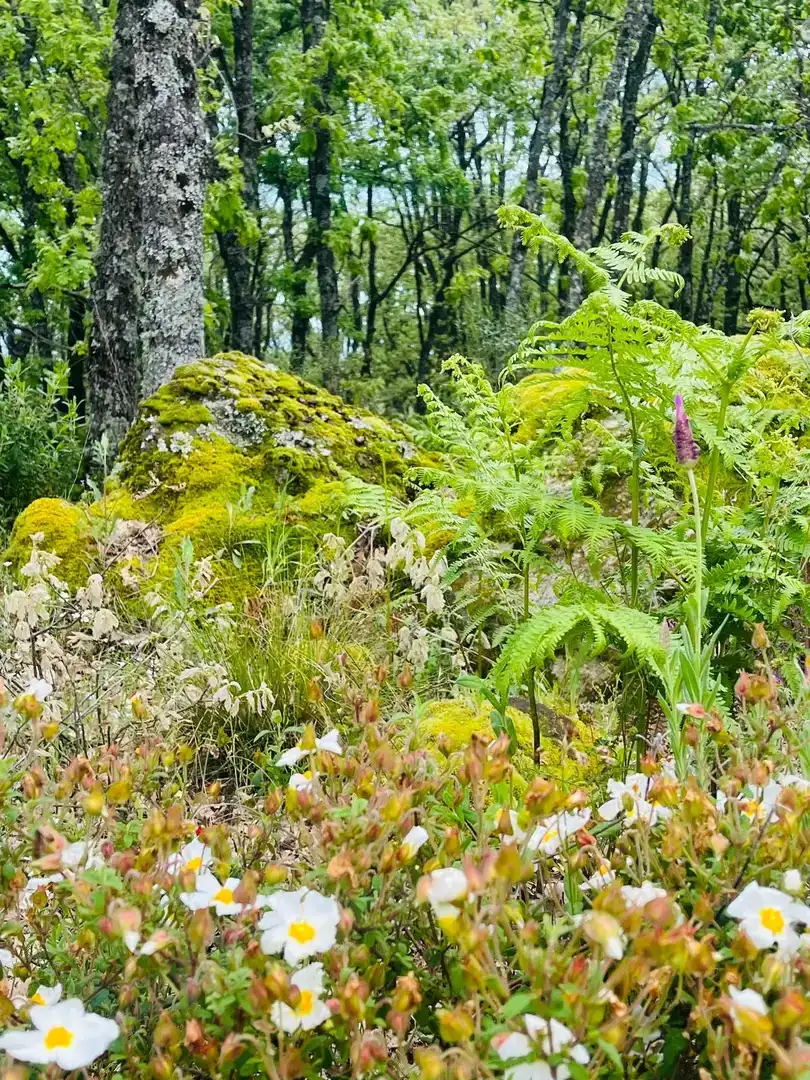Garten von Wohnung zur Miete in Jarandilla de la Vera mit Klimaanlage, Möbliert und Balkon