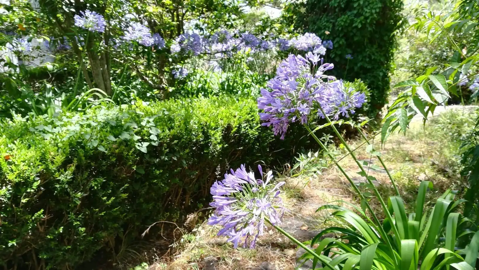 Jardí de Casa o xalet en venda en Algeciras