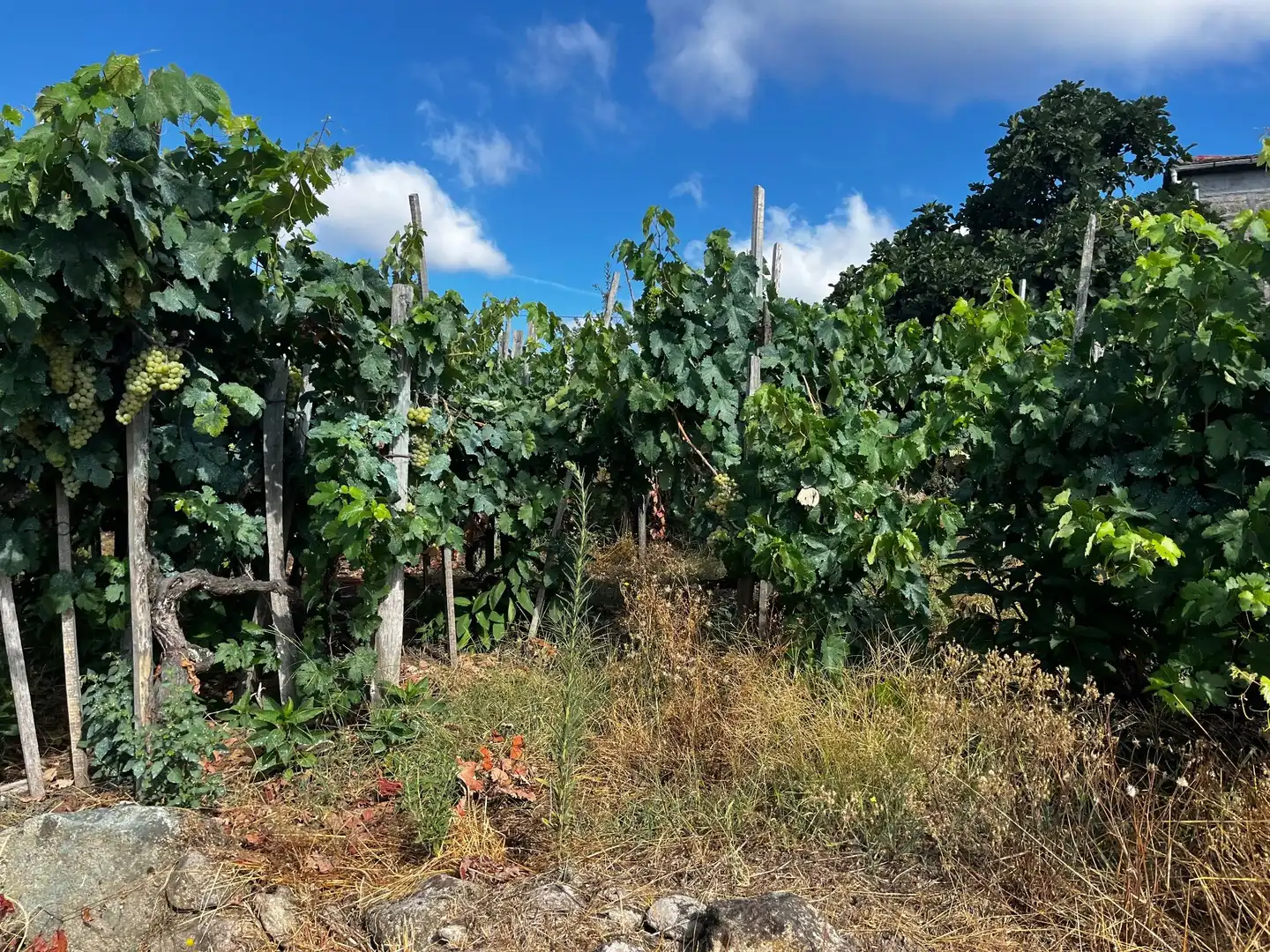 Casa rústica en venda a Punxín, imagen 11