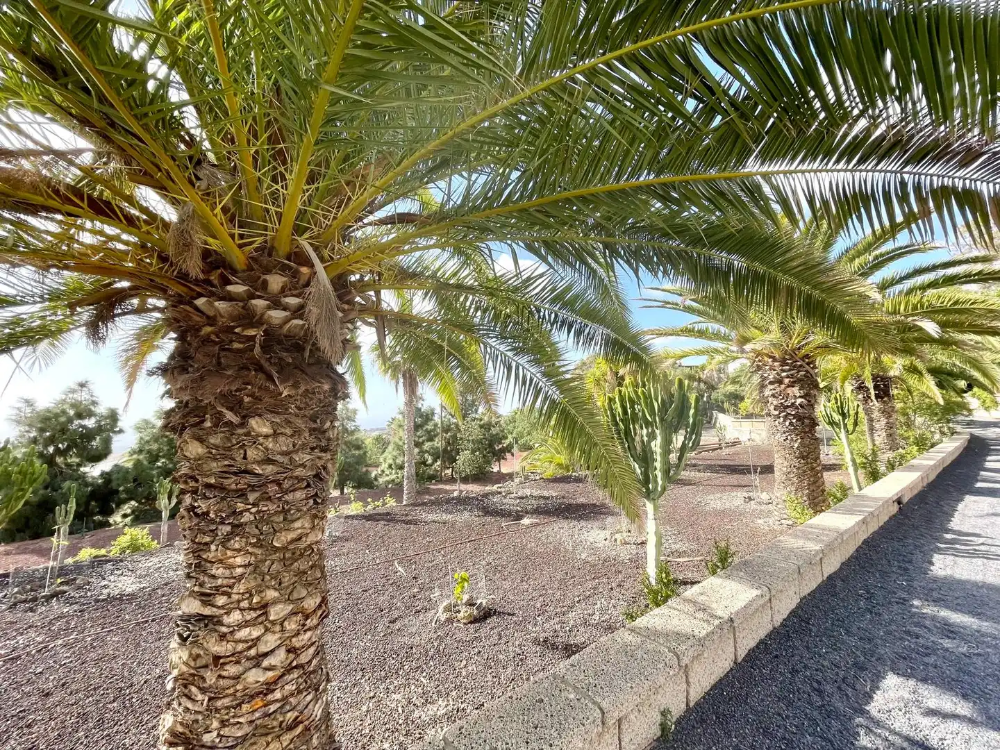 Exterior view of Houses for sale in Granadilla de Abona  with Private garden, Terrace and Swimming Pool