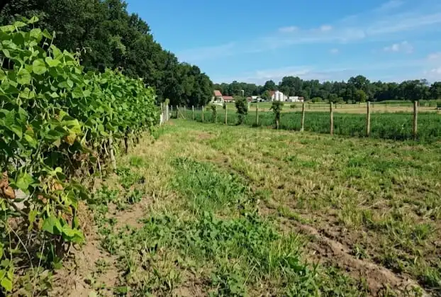 Land for sale in Sanxenxo