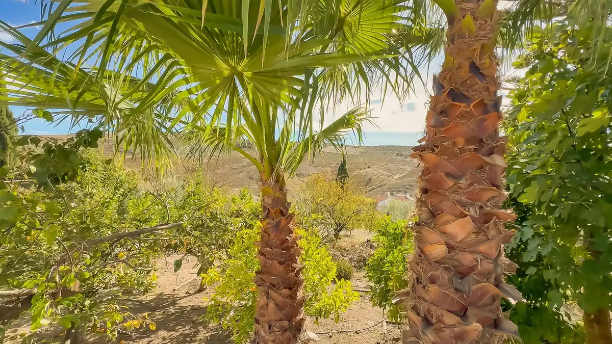 Vista exterior de Finca rústica en venta en Villanueva de la Concepción con Jardín privado, Terraza y Trastero