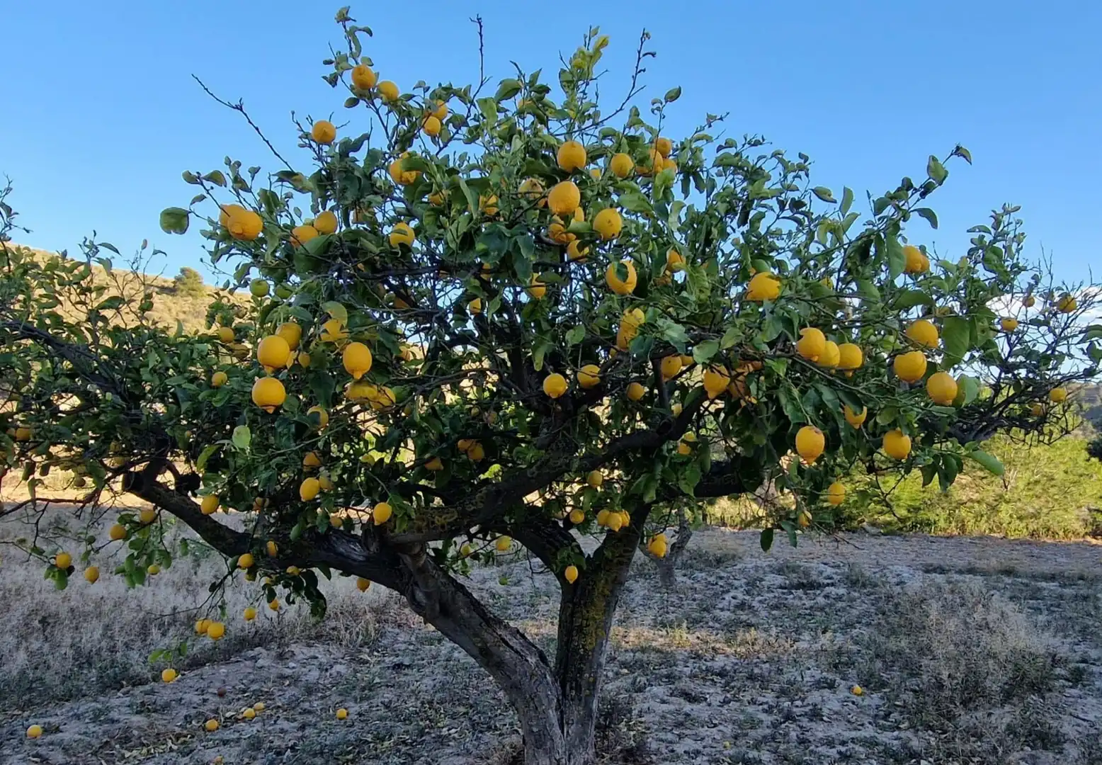 Jardín de Finca rústica en venta en Aigües con Jardín privado
