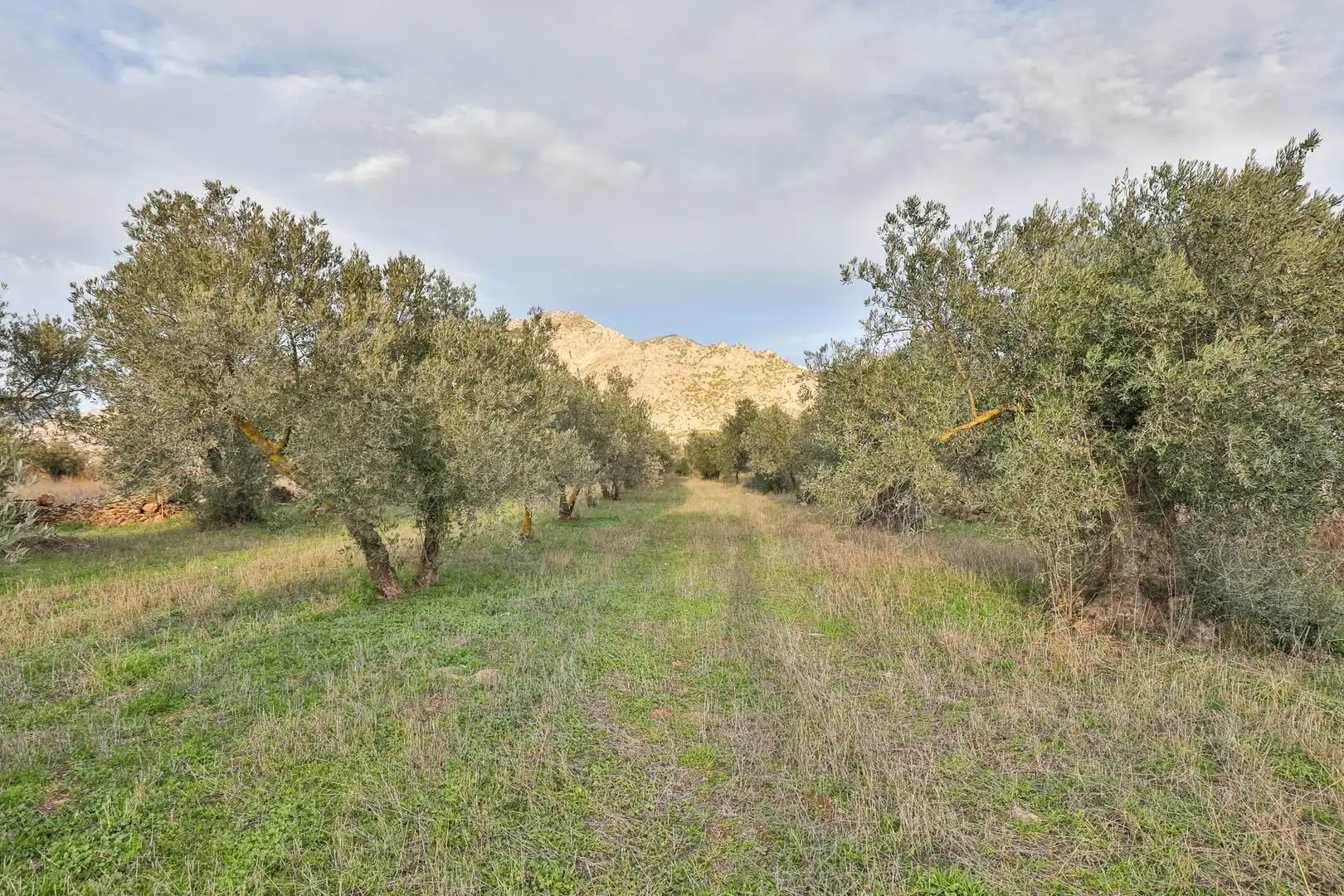 Lands and plots for sale in Nigüelas, imagen 6