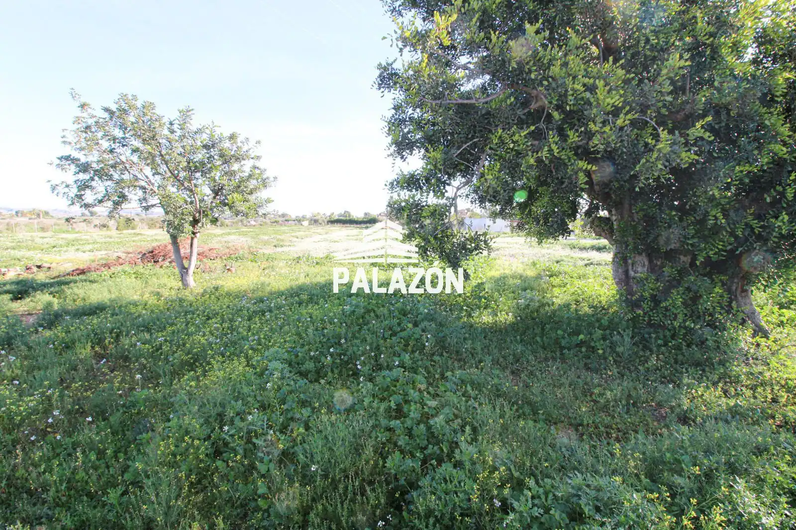 Terreno rustico in vendita a Crevillent, imagen 3