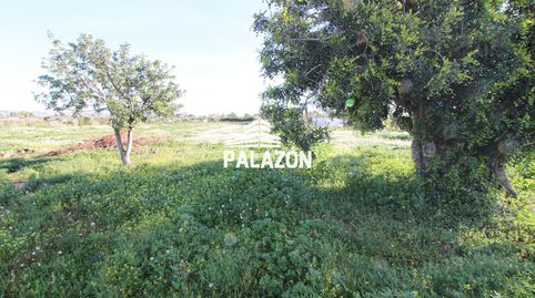 Parcela rústica en venta en Crevillente Alicante, imatge 3