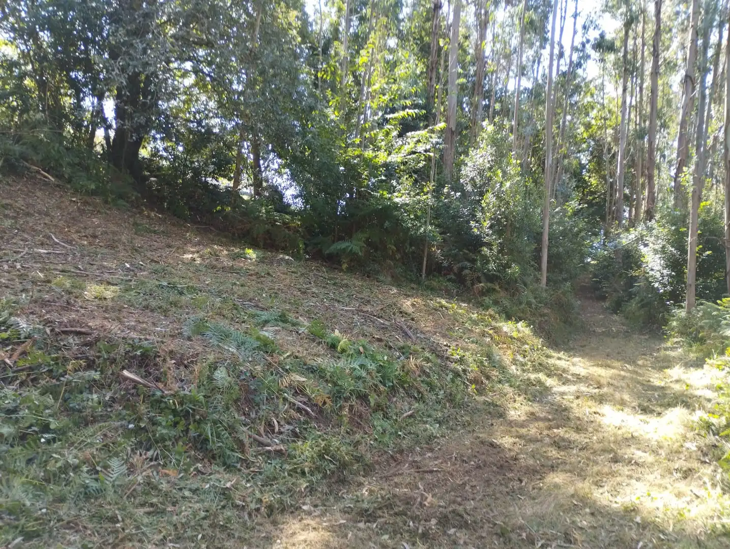 Terreno rústico en venta en Neda