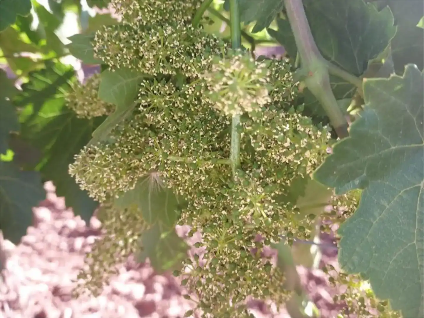 Jardí de Finca rústica en venda en Manzanares