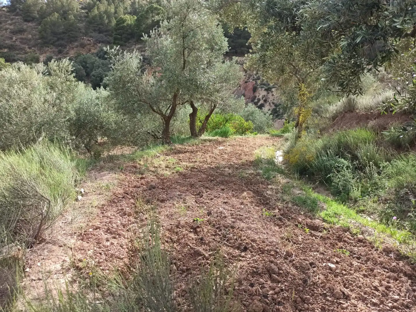 Residential land for sale in Alcolea, imagen 10