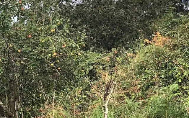 Terreno rustico in vendita a Camino DE LOS CIERROS-CALDONES, imagen 11