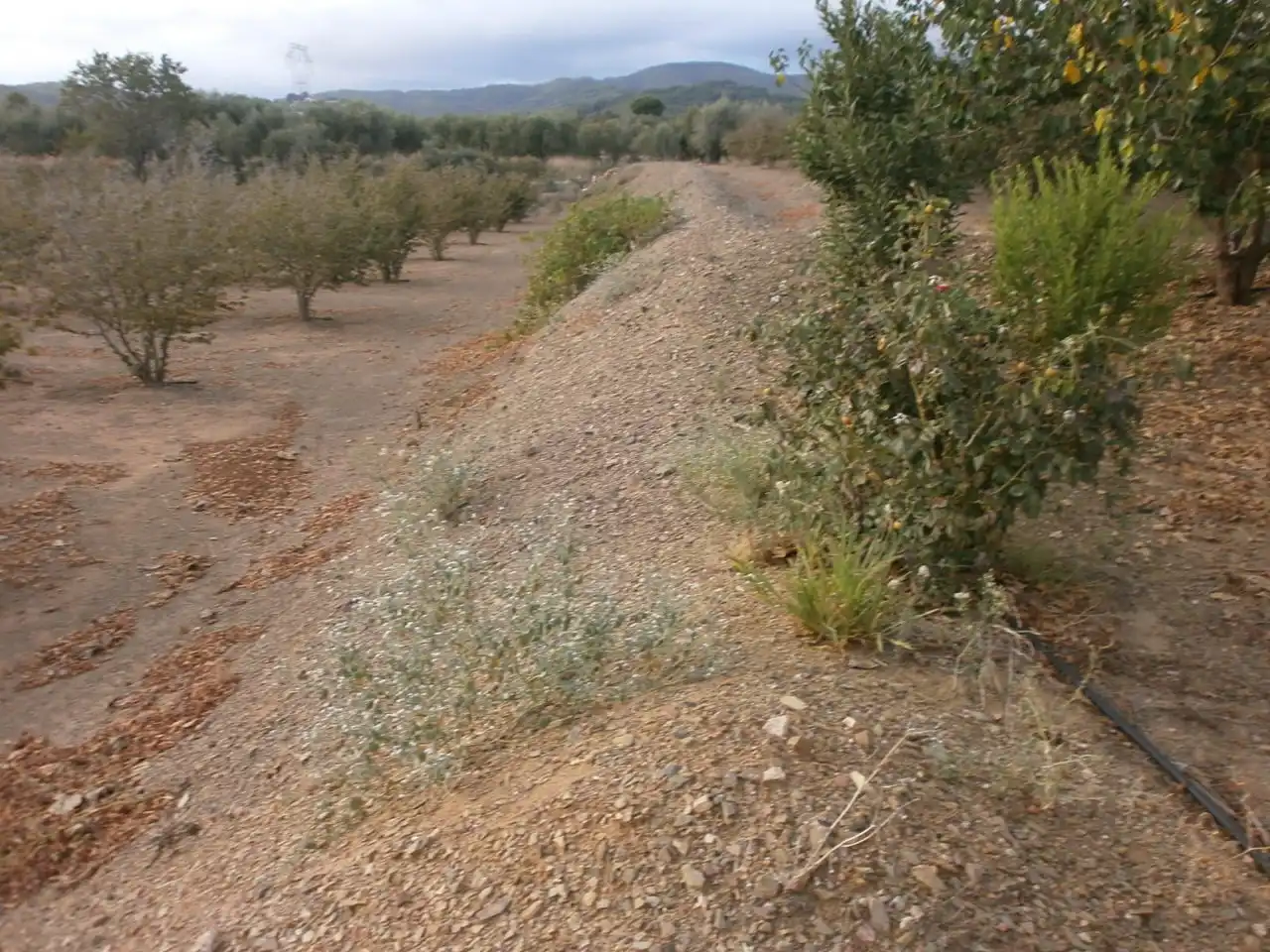 Rural land for sale in Carrer Pont del Cinto, imagen 11