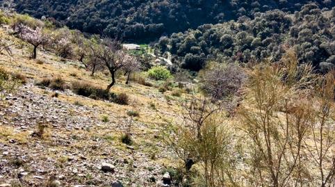 Foto 4 de Finca rústica en venta en Calle Laberinto, Alcudia de Monteagud, Almería