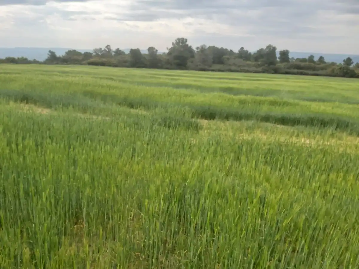 Finca rústica en venta en Seròs