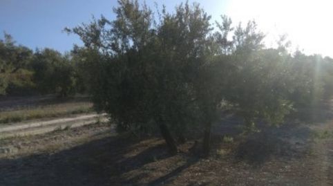 OLIVAR A LAS PUERTAS DE BAENA, imagen 3