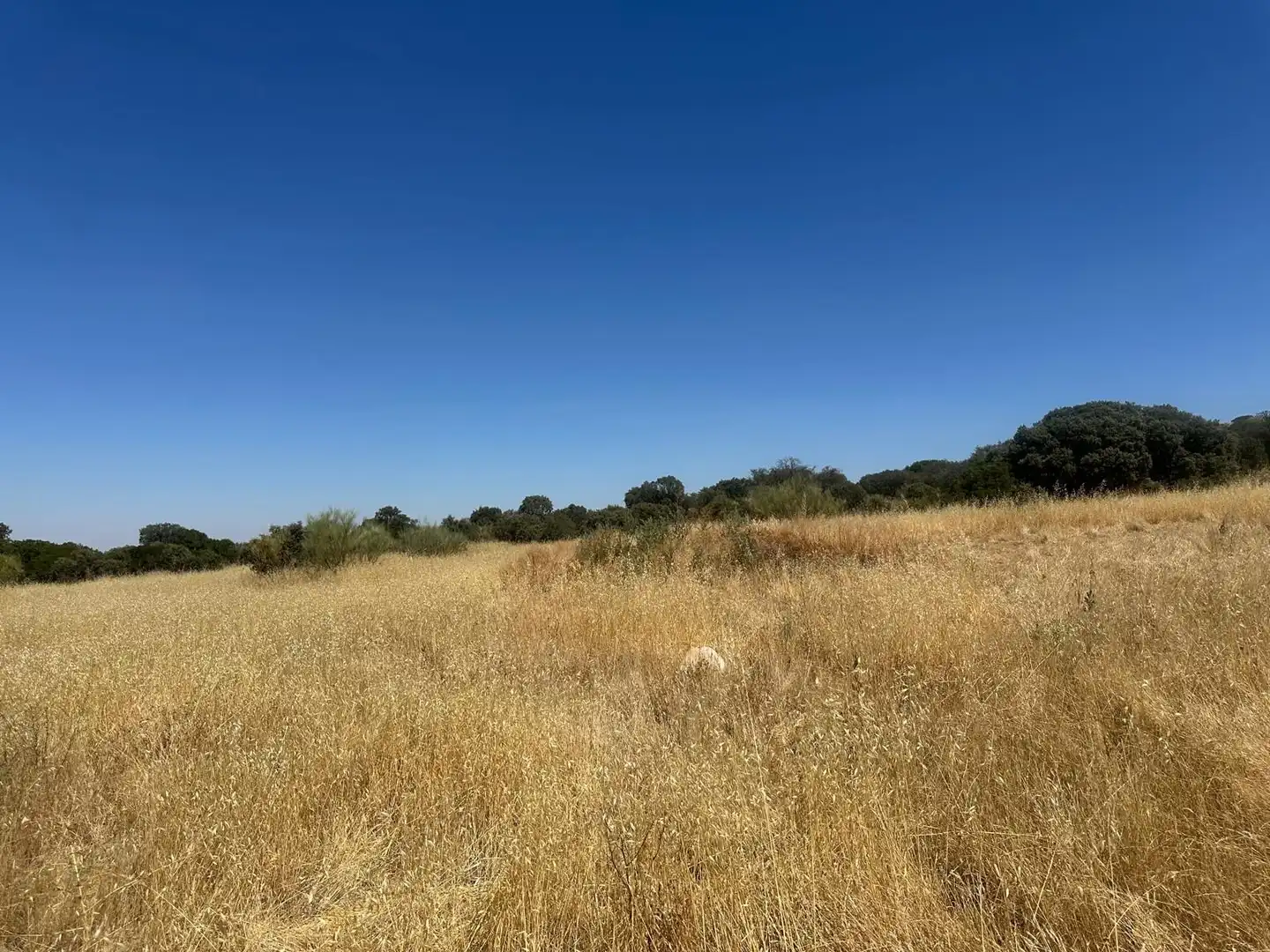Rural land for sale in Carretera Valdepeñas-Ciudad Real, imagen 97