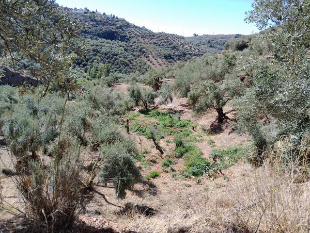 Terreno en Venta en Guadahortuna