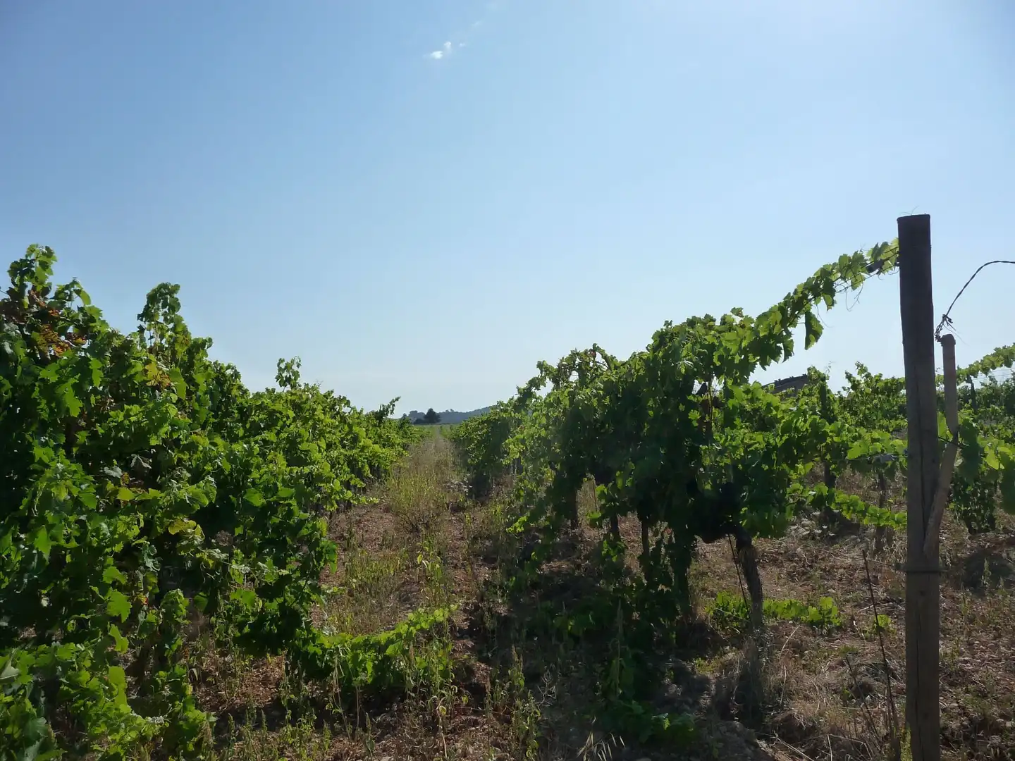 Terreno rustico in vendita a Algaida, imagen 13