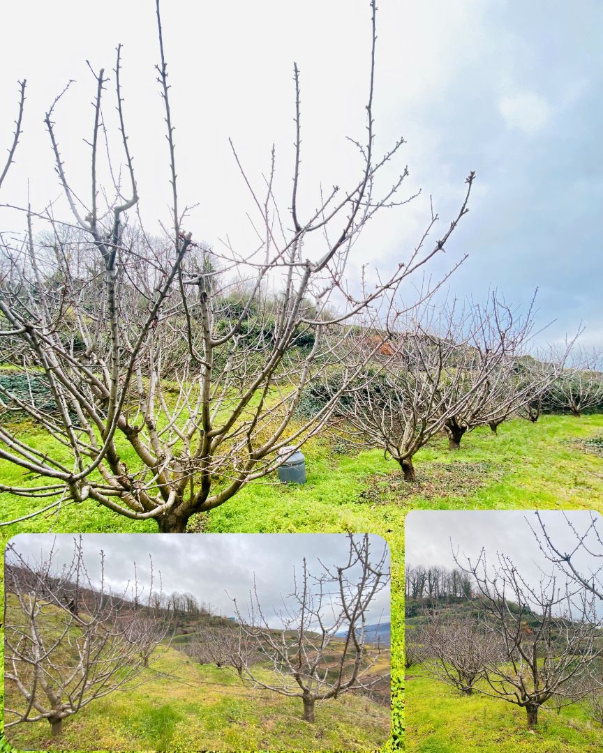 Land for sale in Navaconcejo