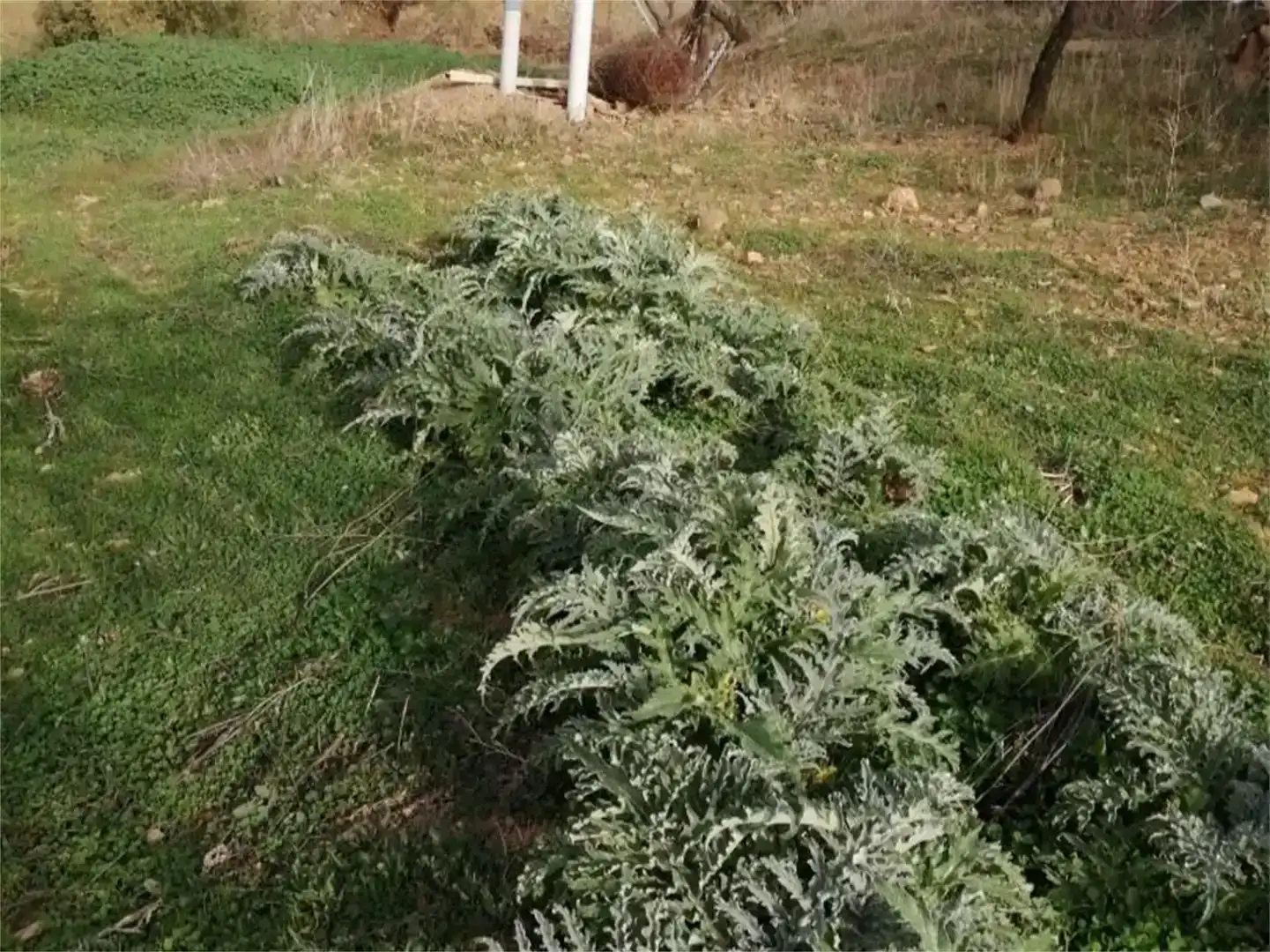 Jardí de Finca rústica en venda en Málaga Capital