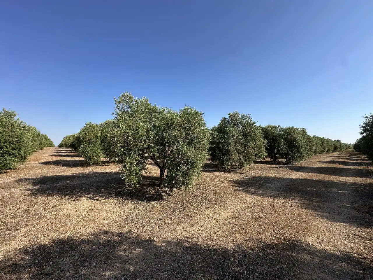 Terrenys i solars en venda a Fuente de Piedra, imagen 11