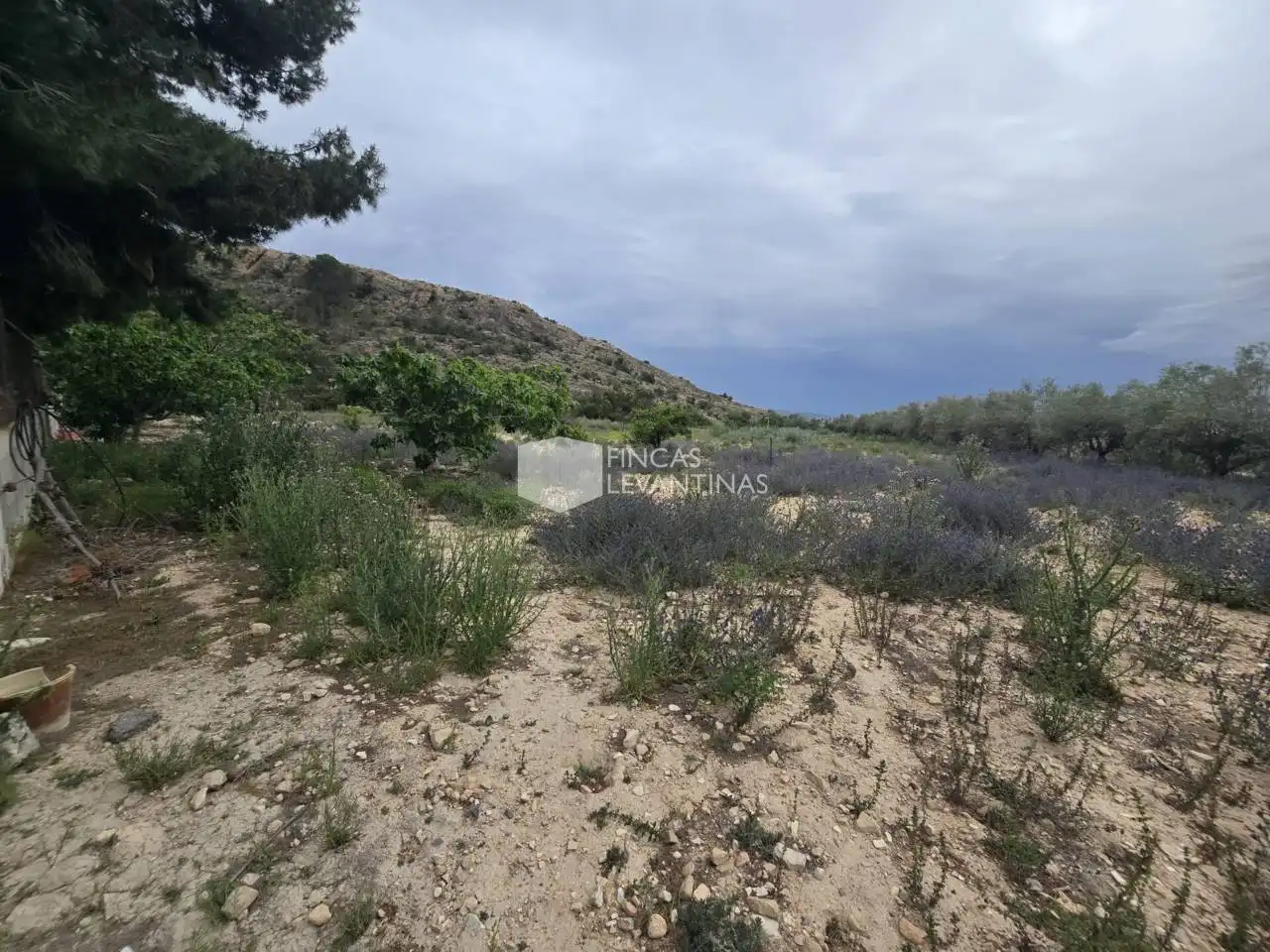 Casa o chalet en venta en Novelda con Terraza y Piscina