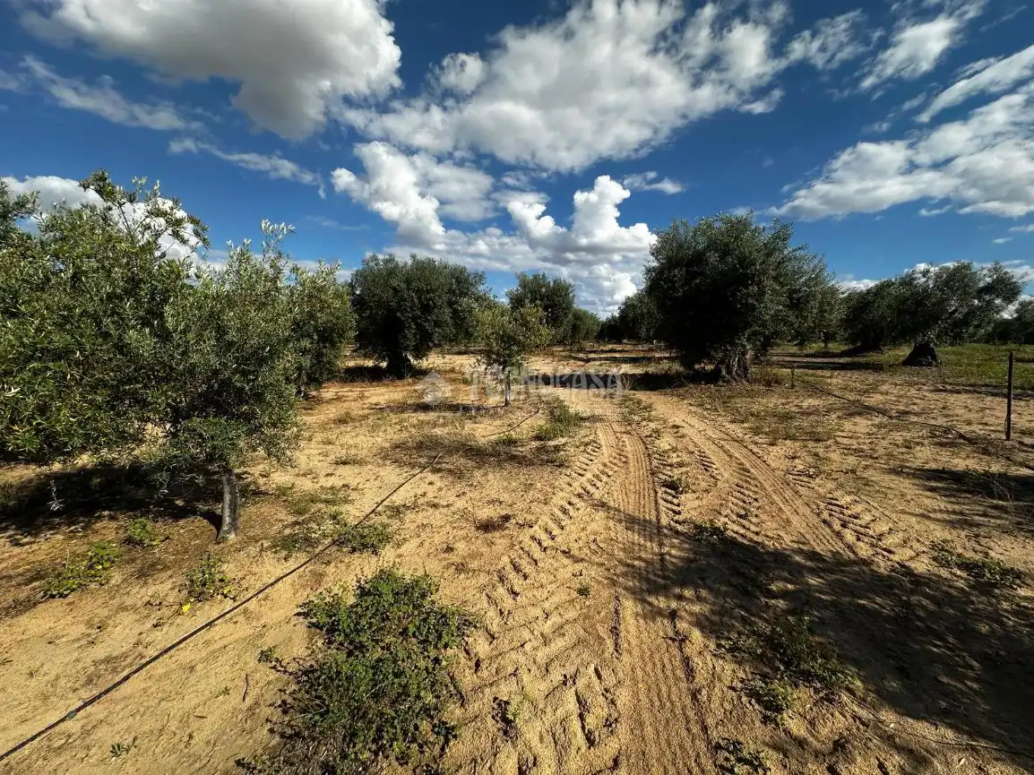 Land for sale in Guareña