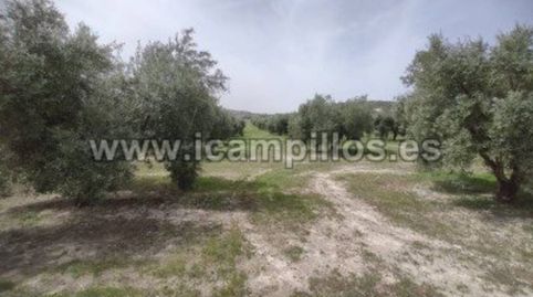 OLIVAR MARTEÑO 1 PIE 17,50 FANEGAS, immagine 5