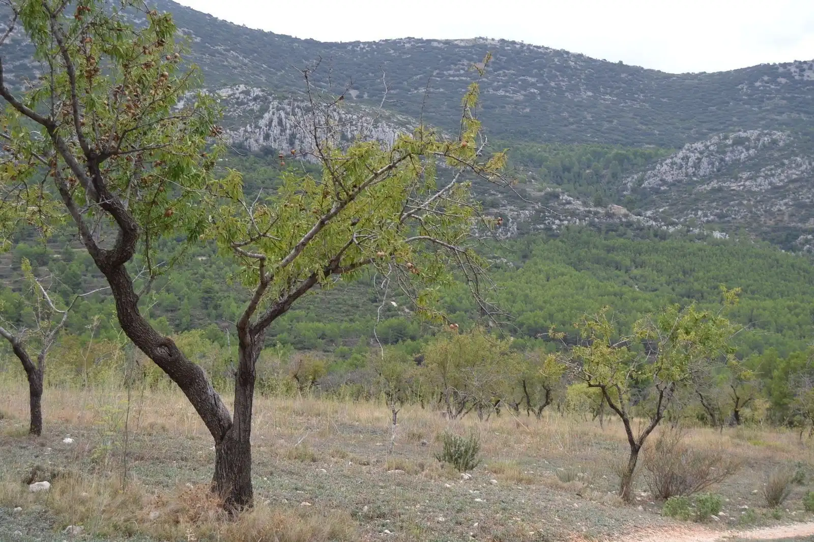 Finca rústica en venda en Sella