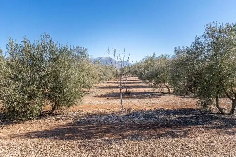 Casa rústica en venda a PAGO CORTIJO DE LAS MONJAS POLIGONO 1 PARCELA 193, imagen 32