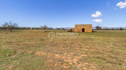 Terreno  rústico edificable en Sineu