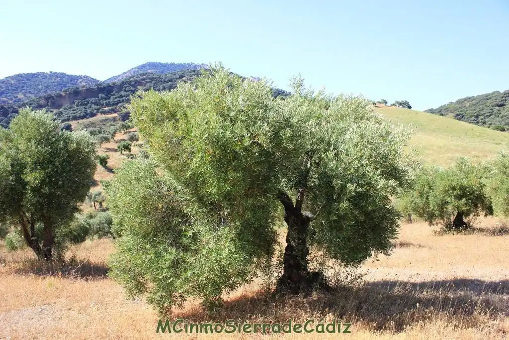 Jardín de Finca rústica en venta en Montecorto