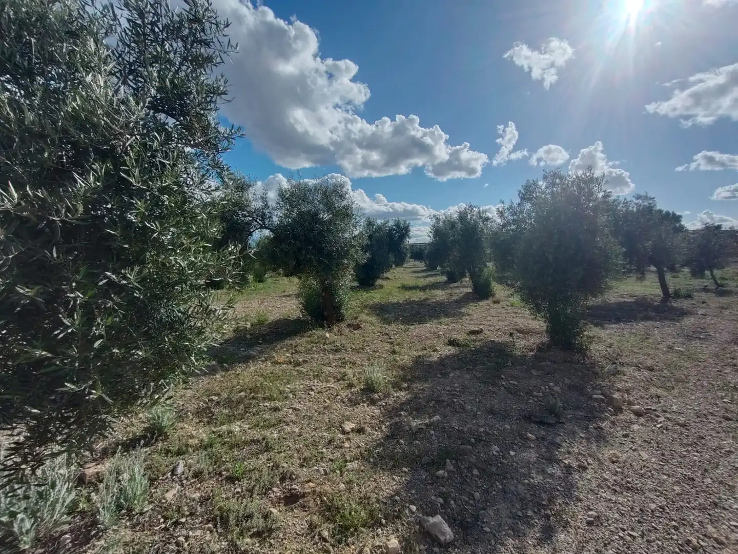 Rustikales Grundstück zum Verkauf in Carretera Murcia, imagen 5