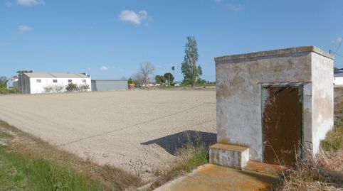 Finca de cultivo en Amposta. Terres del Ebre