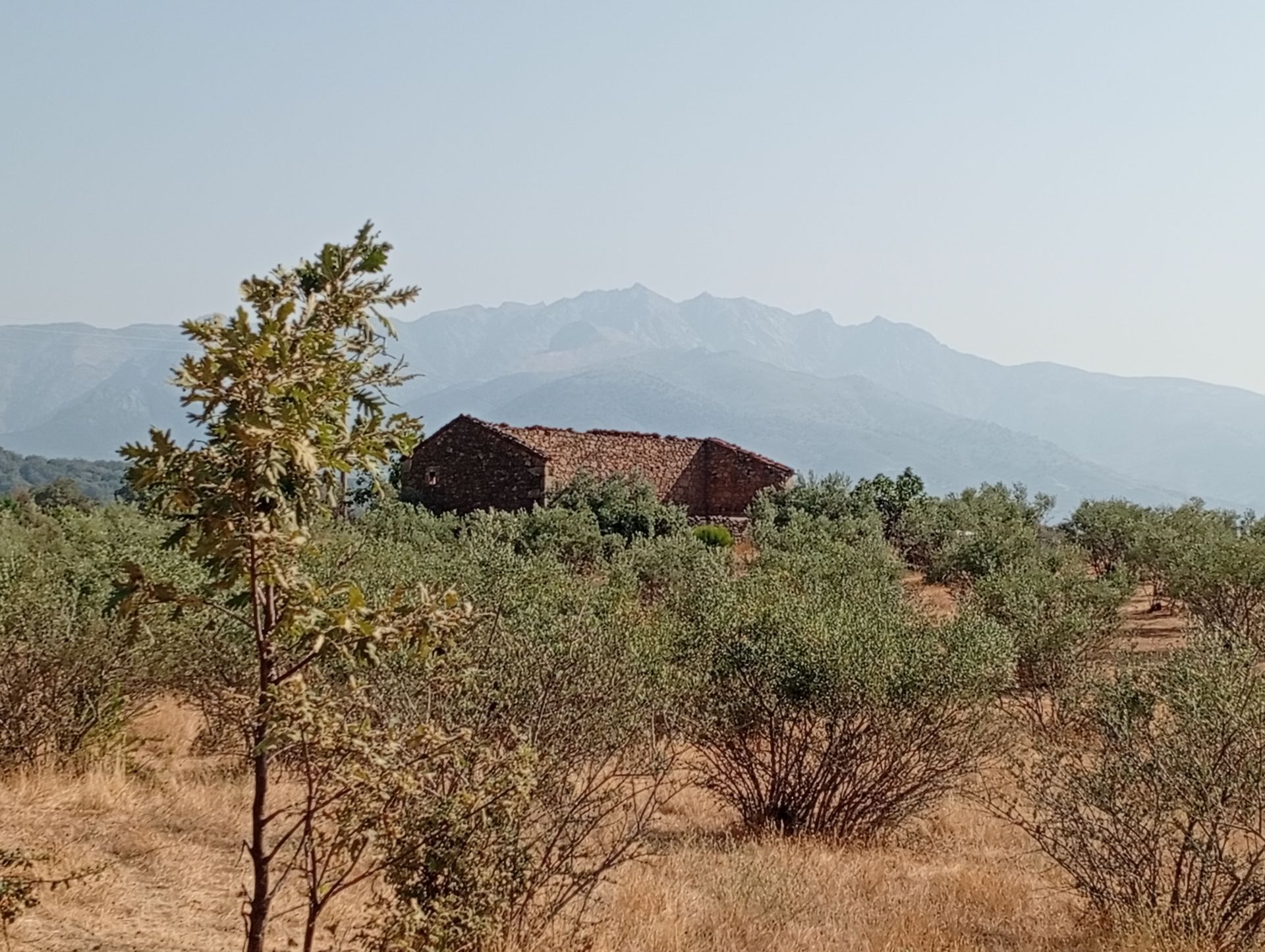 Land for sale in Valverde de la Vera