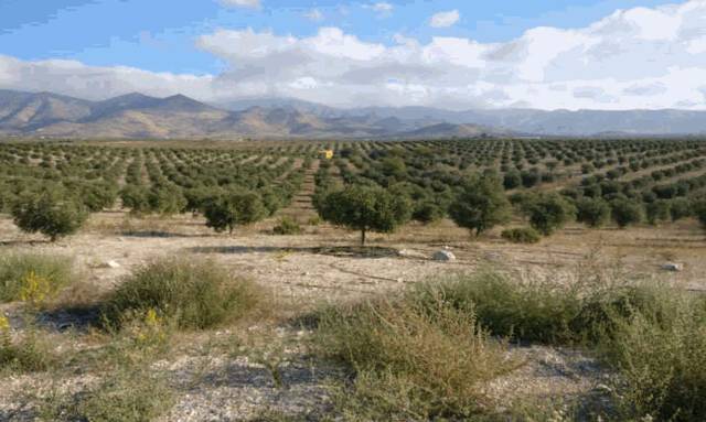 Terreno en Venta en Uleila del Campo