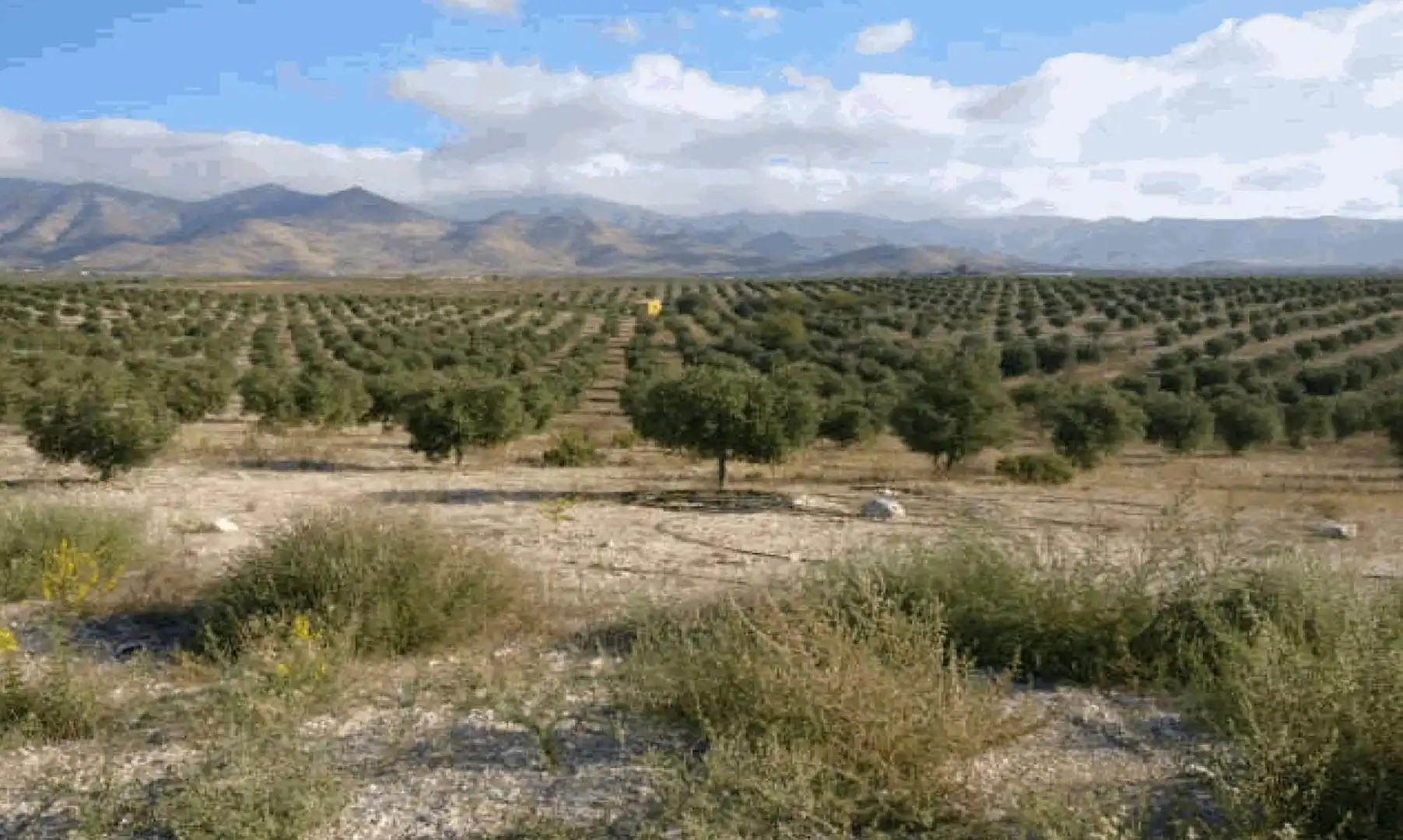 Terreny rústic en venda a Uleila del Campo